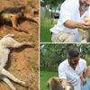 Köpekleri zehirleyen şüphelinin bulunması için para ödülü koydu Köpekleri zehirleyen şüphelinin bulunması için para ödülü koydu
