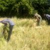 Siirt te köylüler pirinç hasadına başladı