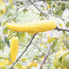 Biber görünümlü limon Biber görünümlü limon