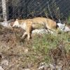 Et yiyerek zehirlenen 3 köpek öldü Et yiyerek zehirlenen 3 köpek öldü
