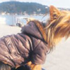 Yüksel Aytuğ’un köpeği takvim sayfasında Yüksel Aytuğ’un köpeği takvim sayfasında