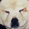 Köpekleri boyayıp panda diye sattılar! Köpekleri boyayıp panda diye sattılar!