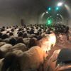 Şırnak'da göçerlerin zorlu yayla yolculuğu