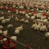 Almanya'da kuş gribi hızla yayılıyor