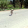 Anne köpeğin imdat çığlığı! Anne köpeğin imdat çığlığı!