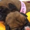 Britanyalı kadın ölen köpeğini klonlattı