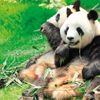 Pandayı siyasete alet ediyorlar Pandayı siyasete alet ediyorlar