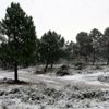 Kar yağışıyla beyaza bürünen Aydos Ormanı havadan ...