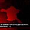 Ankara da 20 sokak hayvanının zehirlenerek öldürülmesine ...