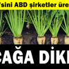Şekerde kaçağa dikkat Şekerde kaçağa dikkat