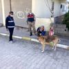 Hatay da sokak hayvanları unutulmadı Hatay da sokak hayvanları unutulmadı