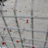 Polis, Cumartesi Anneleri'nin bıraktığı karanfilleri tekmeledi Polis, Cumartesi Anneleri'nin bıraktığı karanfilleri tekmeledi