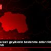 Kütahya da kızıl geyiklerin beslenme anları fotokapanla ... Kütahya da kızıl geyiklerin beslenme anları fotokapanla ...