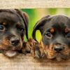 Katlettikleri her köpek için 1902 TL ödeyecekler Katlettikleri her köpek için 1902 TL ödeyecekler
