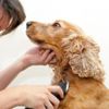 Pandemi farklı sektörleri oluşturdu: Pet kuaförler, hayvanseverlerin imdadına koştu Pandemi farklı sektörleri oluşturdu: Pet kuaförler, hayvanseverlerin imdadına koştu