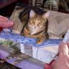 İngiliz polisi seri kedi katilinin peşinde