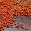 Nohut, mercimek ve kuru fasulyeye prim desteği Nohut, mercimek ve kuru fasulyeye prim desteği