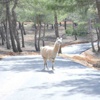 Türkiye'nin ilk safari parkı 23 Nisan'da açılıyor Türkiye'nin ilk safari parkı 23 Nisan'da açılıyor