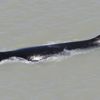 Avustralya'da yolunu şaşıran 16 metrelik balina, Doğu Timsah Nehri'ne girdi