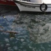 Gelibolu'da denizanası istilası Gelibolu'da denizanası istilası