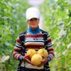 Adana da kavun hasadı başladı Adana da kavun hasadı başladı