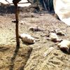 Köyceğiz de kurtlar 13 koyunu telef etti Köyceğiz de kurtlar 13 koyunu telef etti