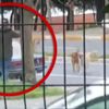 9 köpek yavrusu soğuktan dondu