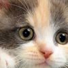 Yavru kedi kayboldu, itfaiyeci ve polislere soruşturma açıldı Yavru kedi kayboldu, itfaiyeci ve polislere soruşturma açıldı