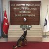 Hurmanın içinden 6 kilo uyuşturucu çıktı Hurmanın içinden 6 kilo uyuşturucu çıktı