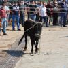 Kurban pazarında hareketli anlar yaşandı Kurban pazarında hareketli anlar yaşandı