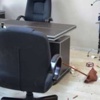 Motorlu testereyle belediyeyi bastı Motorlu testereyle belediyeyi bastı