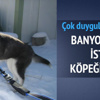 Banyo yapmak istemeyen köpeğin protestosu!