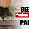 Okul sütü ihalesi yarın Okul sütü ihalesi yarın