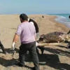 Antalya'da caretta caretta kıyıya vurdu Antalya'da caretta caretta kıyıya vurdu