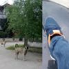 Köpekleri görüntülemek isterken saldırıya uğradı Köpekleri görüntülemek isterken saldırıya uğradı