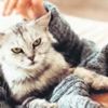 Profesyonel kedi okşayıcı aranıyor