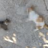 Edirne'de vahşet: 12 kedi ve 3 köpek öldürüldü