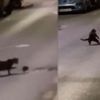 Tom ve Jerry çizgi filmi gerçek oldu