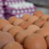 Yumurtanın kolisi üreticide 8,5 TL