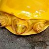 Hindistan'da sarı renkli kaplumbağa görüldü