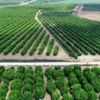 Poyrazın vurduğu limonda ihracat endişesi Poyrazın vurduğu limonda ihracat endişesi