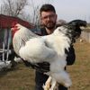 Hobi olarak başladı, tavuklardan aldığı yumurtaları ihraç etmeye başladı Hobi olarak başladı, tavuklardan aldığı yumurtaları ihraç etmeye başladı