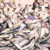 10 bin liralık balık çalındı 10 bin liralık balık çalındı