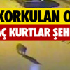 Hatay Arkeoloji Müzesi, mozaikte dünya birinciliğine aday Hatay Arkeoloji Müzesi, mozaikte dünya birinciliğine aday