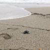 Fırtına Caretta'ları sahile sürükledi Fırtına Caretta'ları sahile sürükledi