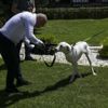 Ziya Selçuk'un sahiplendiği köpeğe öğrencilerden ilgi Ziya Selçuk'un sahiplendiği köpeğe öğrencilerden ilgi