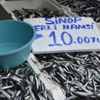 Sinop'ta yerli hamsi 10 TL’ye düştü Sinop'ta yerli hamsi 10 TL’ye düştü