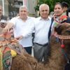 Yörükler develerle sokağa çıktı Yörükler develerle sokağa çıktı