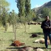 Kurtlar 40 koyunu telef etti