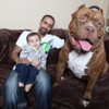 Amerika'da bir aile dünyanın en büyük pitbulluna sahip Amerika'da bir aile dünyanın en büyük pitbulluna sahip